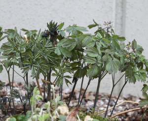 Blue cohosh