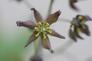 Blue cohosh