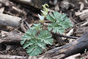 Dutchman's breeches