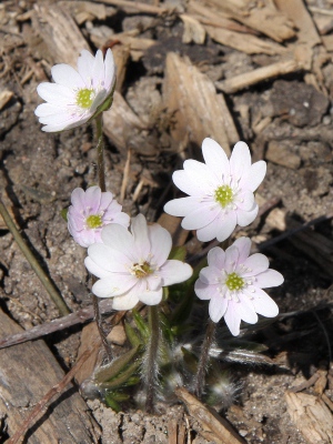 hepatica