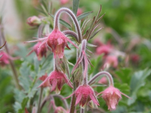 prairie smoke