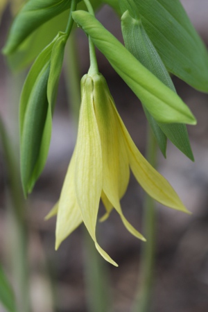 bellwort