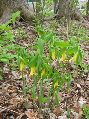 bellwort