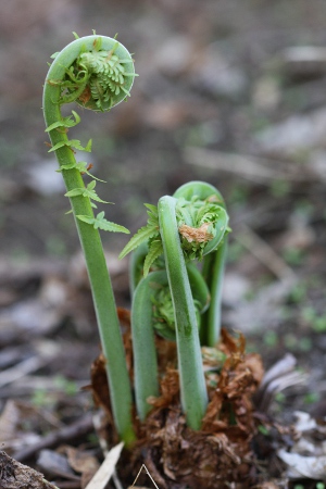 ostrich fern