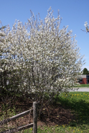 serviceberry