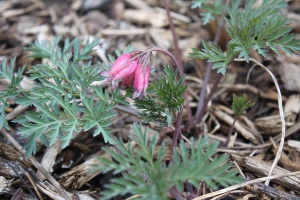 western bleeding heart