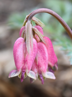 western bleeding heart