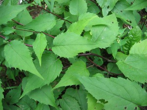 white wood aster leaves