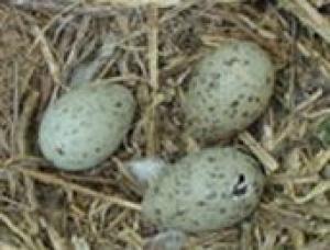 Herring Gull eggs