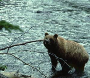 The Fraser River