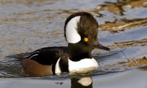 Hooded Merganser