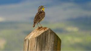 Prairies