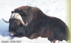 Muskox