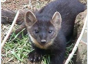 Newfoundland Marten