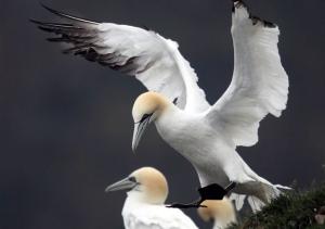 Northern Gannet