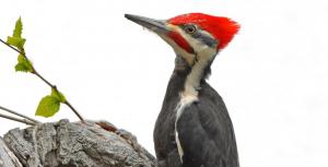 Pileated Woodpecker