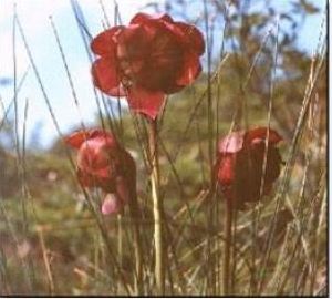 Pitcher Plant