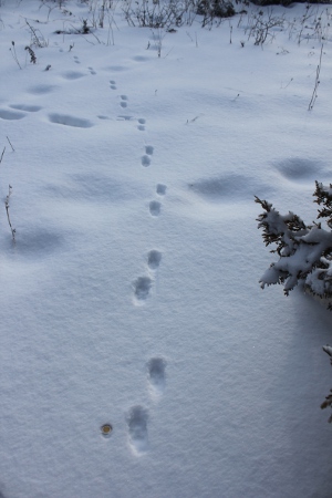 red fox track 2