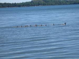 Mergansers