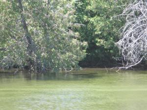 Natural Shoreline