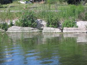 Ornamental Shoreline