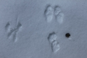 snowshoe hare and squirrel tracks