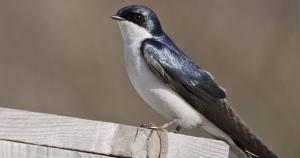 Tree Swallow