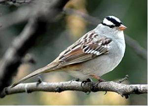 white-crowned sparrow