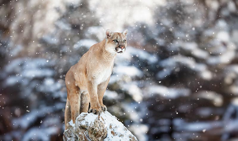 cougar in snow