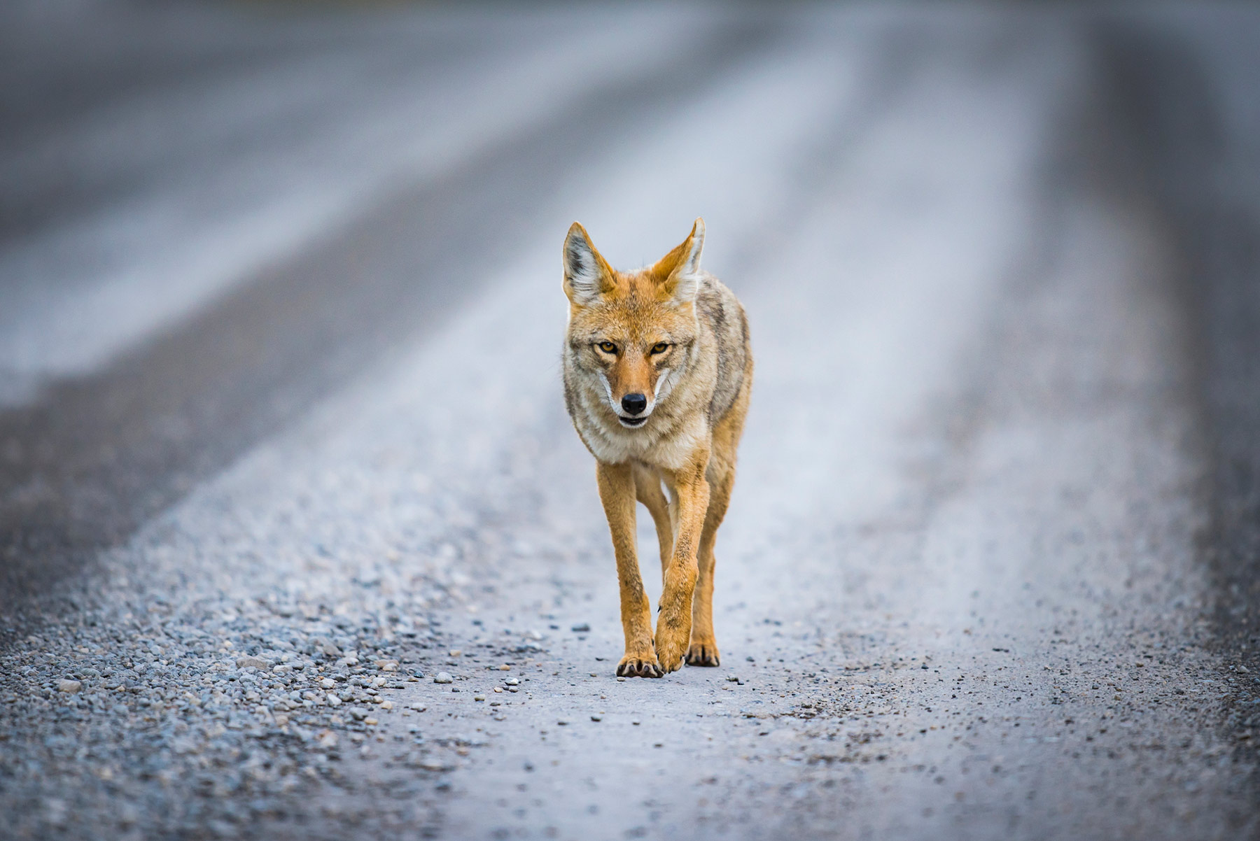 coyote-road.jpg