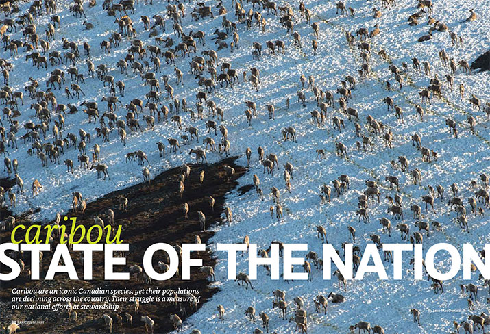 Feature Caribou State of the Nation