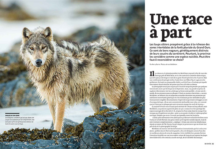 Biosphere Magazine Article Feature A Breed Apart Wolf