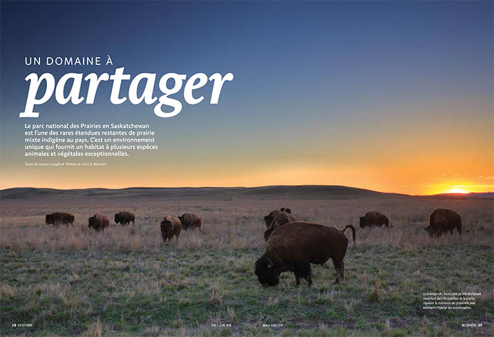 Biosphere Magazine Article Feature Home on the Range Bison