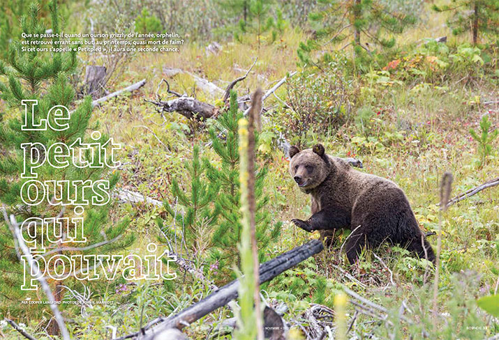 Biosphere November December 2014 Feature Little Bear