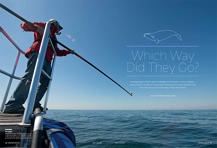 Canadian Wildlife November December 2014 Feature Which Way