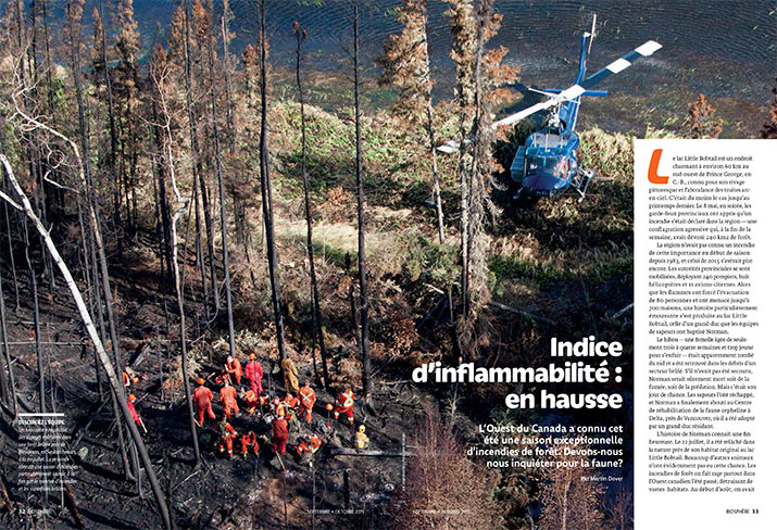 Article image with image of forest fire