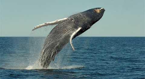 Whale