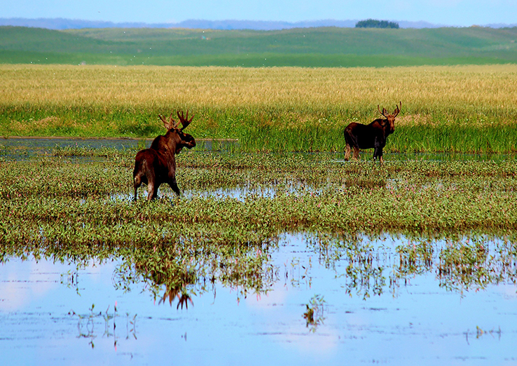 moose in field