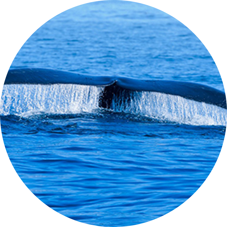 north atlantic whale