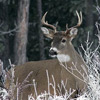 Deer Thumb