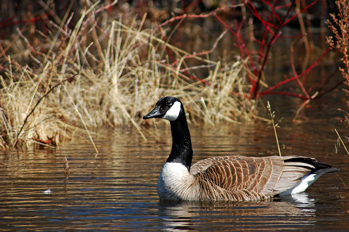 Canada Goose on pond