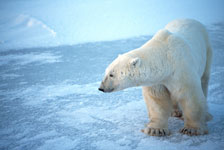 polar bear