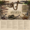 Wild About Snakes Posters