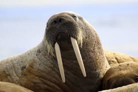 atlantic walrus