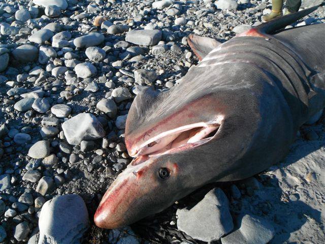 basking shark