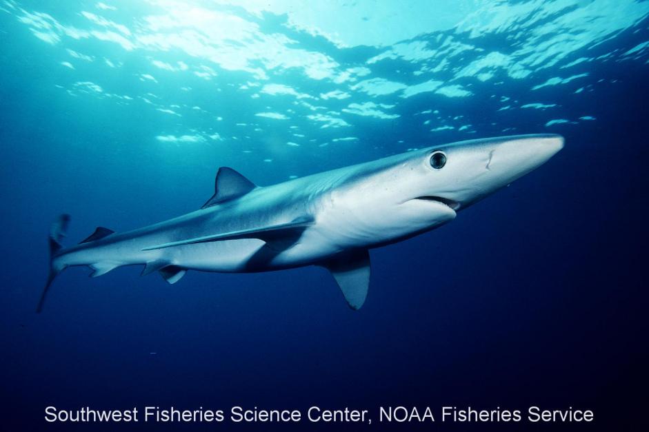 blue shark