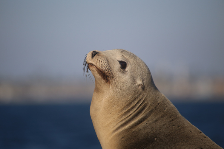 california sea lion
