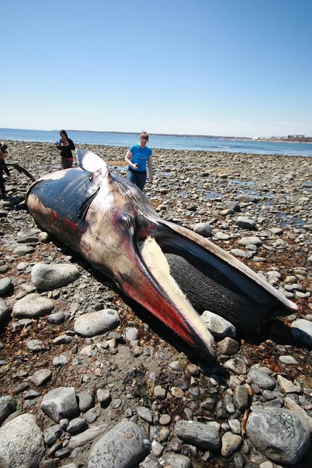 minke whale