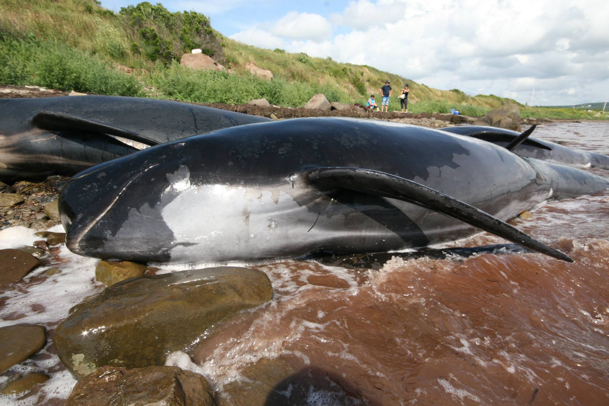pilot whale
