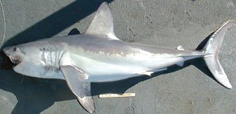 porbeagle shark
